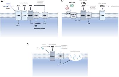 Contribution of large-pore channels to inflammation induced by microorganisms